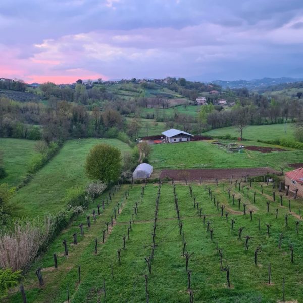 azienda-agricola-taurino-arnara