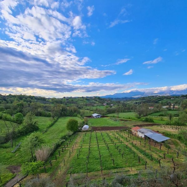 azienda-agricola-taurino-arnara (3)