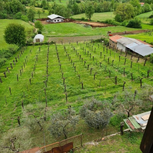 azienda-agricola-taurino-arnara (4)