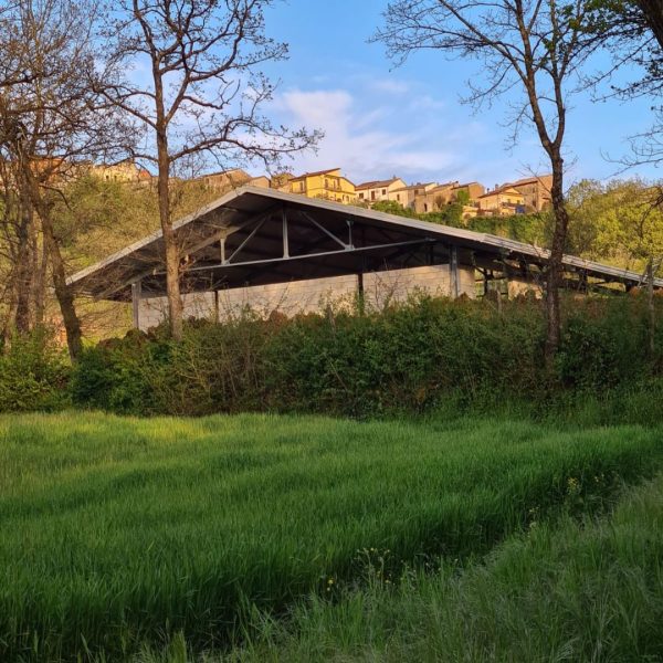 azienda-agricola-taurino-arnara (5)