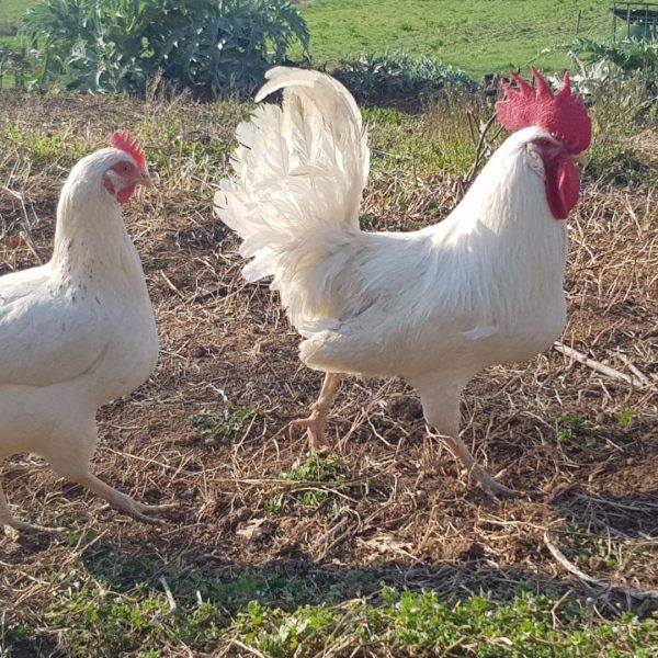 azienda-agricola-taurino-arnara-territorio (6)